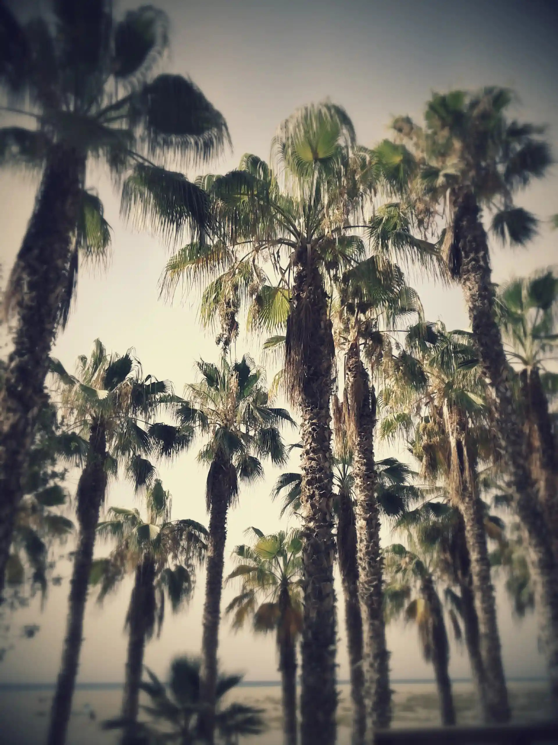palms